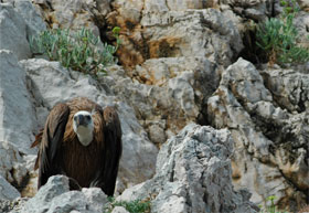 Vautour fauce sur une falaise de l'île de Cres en Croatie