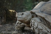 sulcata