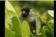 priolo oiseau açores