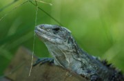 Iguane-d'Utila