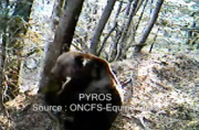 ours brun des pyrénées