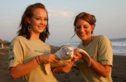 tortue de mer