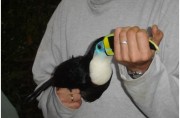 toucan