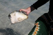 Tortue-tete