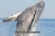 baleine mer de Cortez