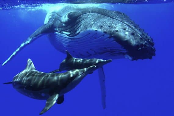 grand dauphins