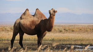 Chameau sauvage : espèce que l'on trouve que dans la zone protégé du grand gobi A en Mongolie et dans le nord de la Chine