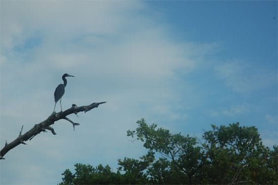 Un milieu riche en biodiversité. (Photo L.D.)