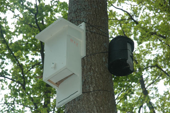 Gîtes à chauves-souris, en Ariège.