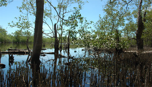 Lagune au milieu d'une forêt de mangrove