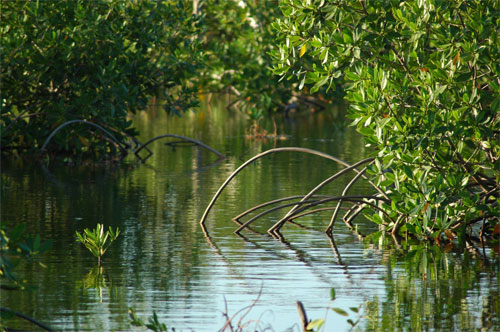 Plétuviers Utila (Honduras)