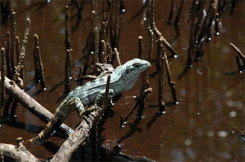 Cet iguane vit uniquement dans la mangrove à Utila