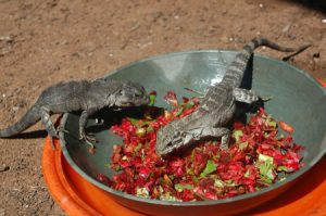 iguanes à la station de recherche sur les iguanes au Honduras