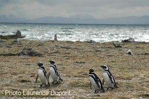 manchots magellan punta arenas