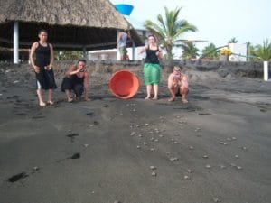 bébés tortues de mer