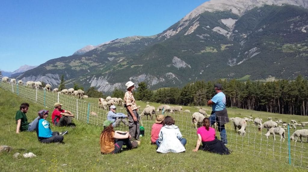 prgramme bénévolat pastoraloup | Eco-volontaire prgramme bénévolat pastoraloup