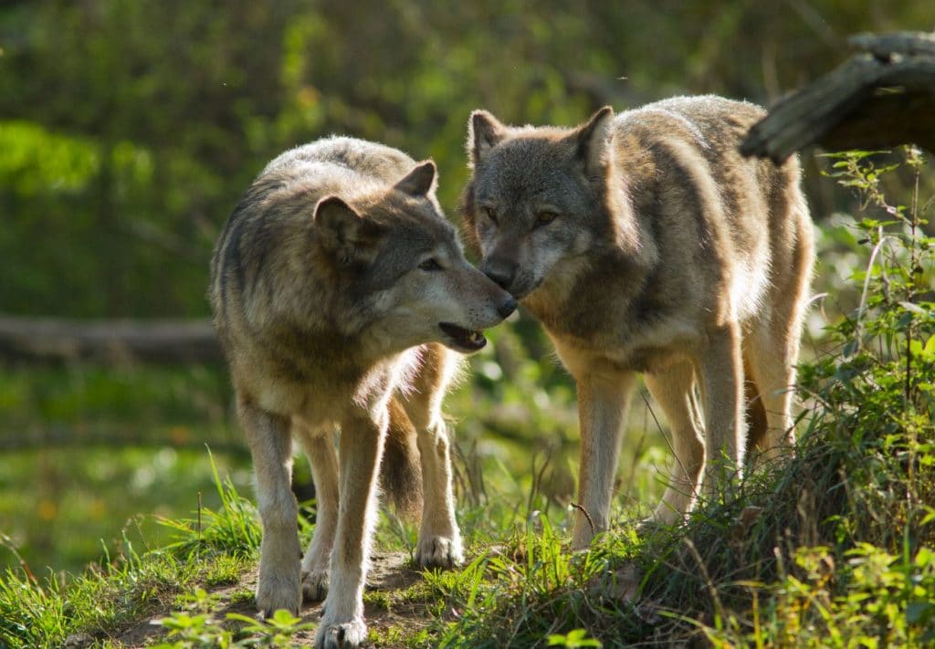 loups-parole-de-loup | Eco-volontaire
