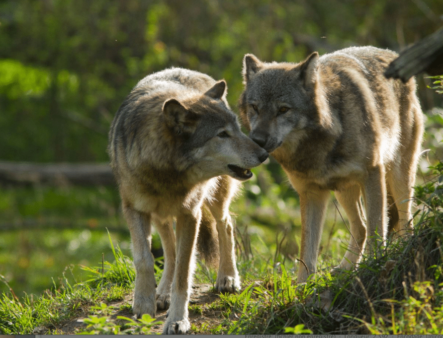 Parole de Loup