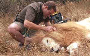 volontaire auprès des lions blancs