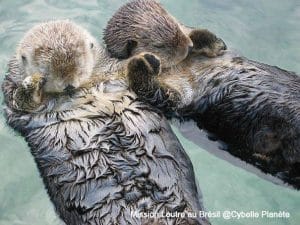 La loutre du Brési