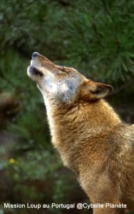 Le loup Ibérique au Portugual