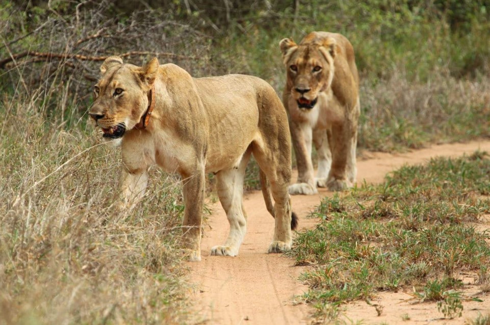 White Lions