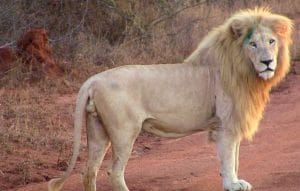 Le lion blanc sauvage.