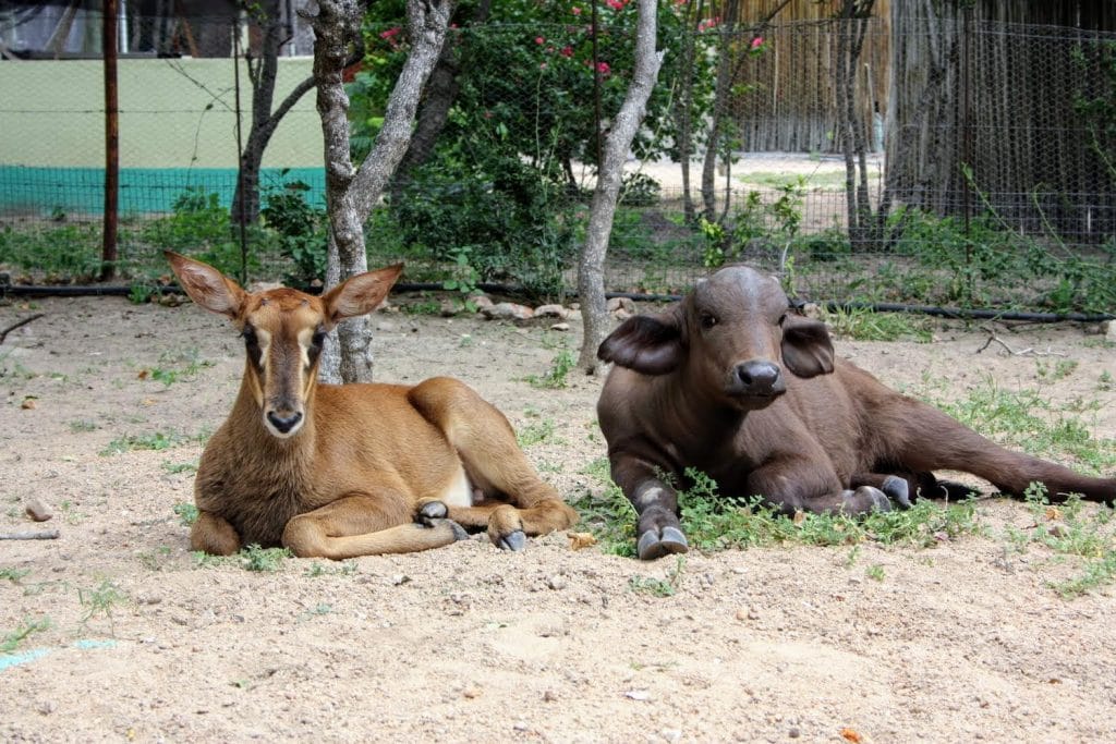 Daktari sanctuaire animaux sauvages