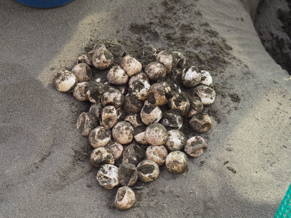 Turtle eggs