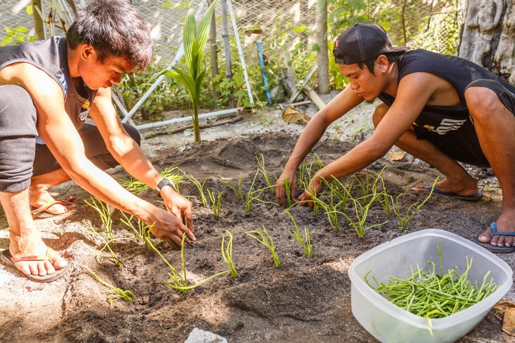 permaculture Philippines