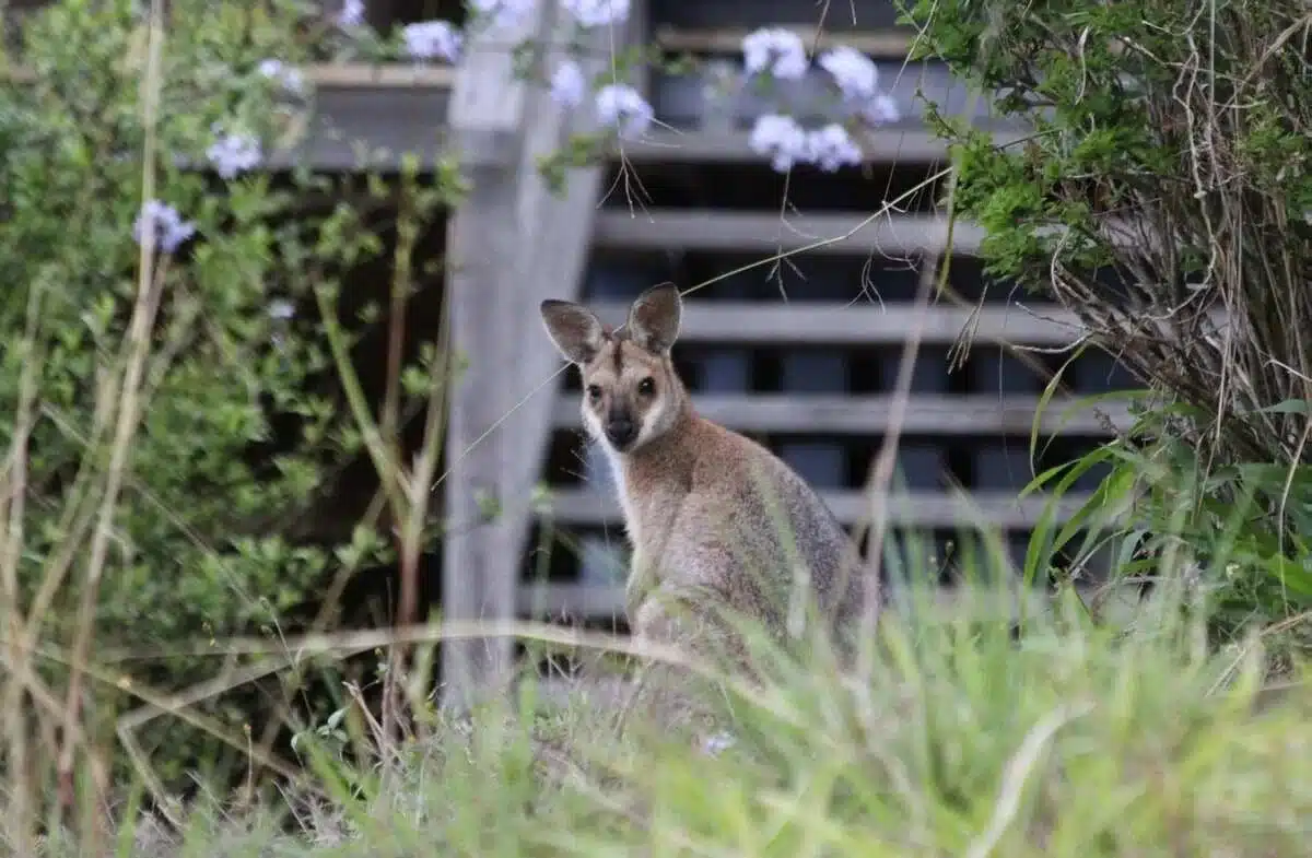 volontaire animaux australie