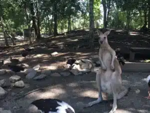 ecovolontariat australie