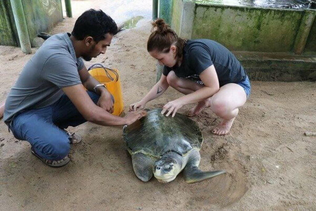 Turtle volunteer sri lanka