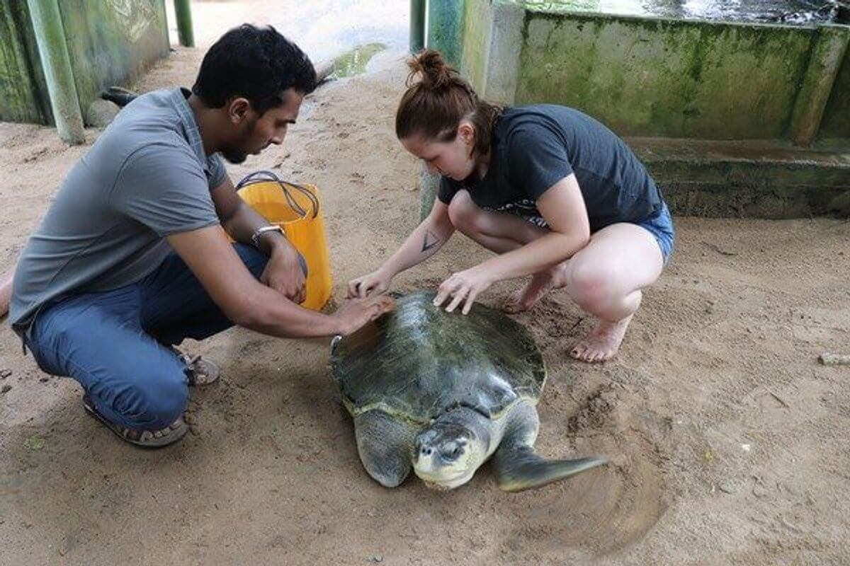 Turtle volunteer sri lanka