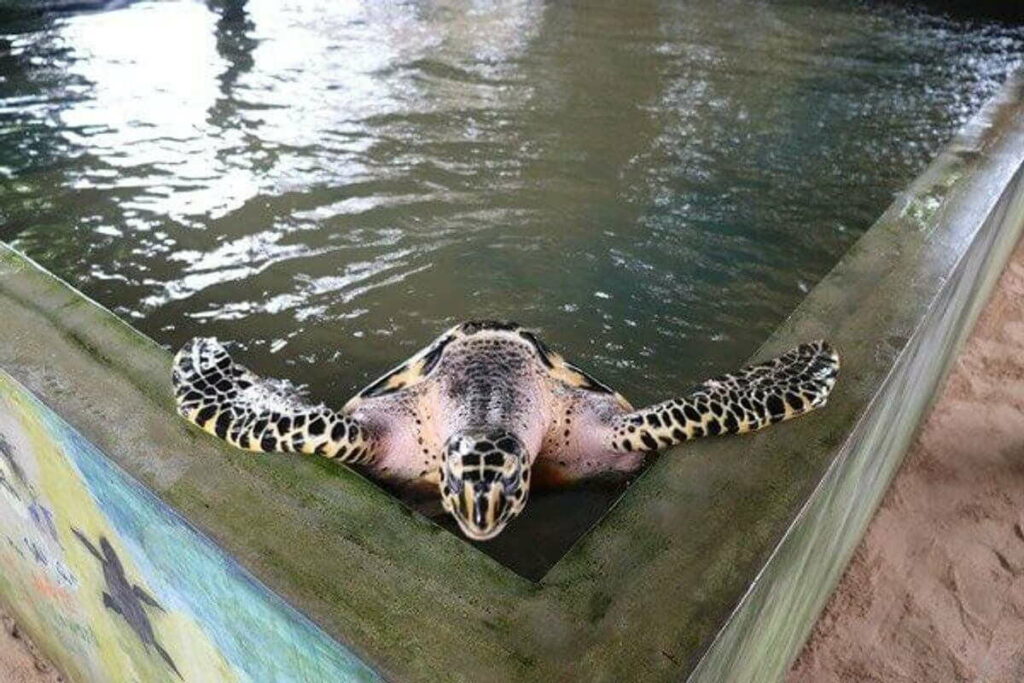 Ecovolontariat tortue marine Sri Lanka
