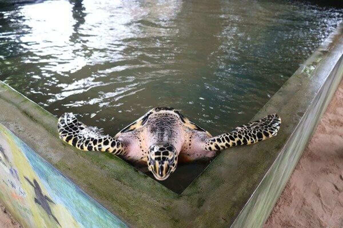 Ecovolunteering sea turtle Sri Lanka