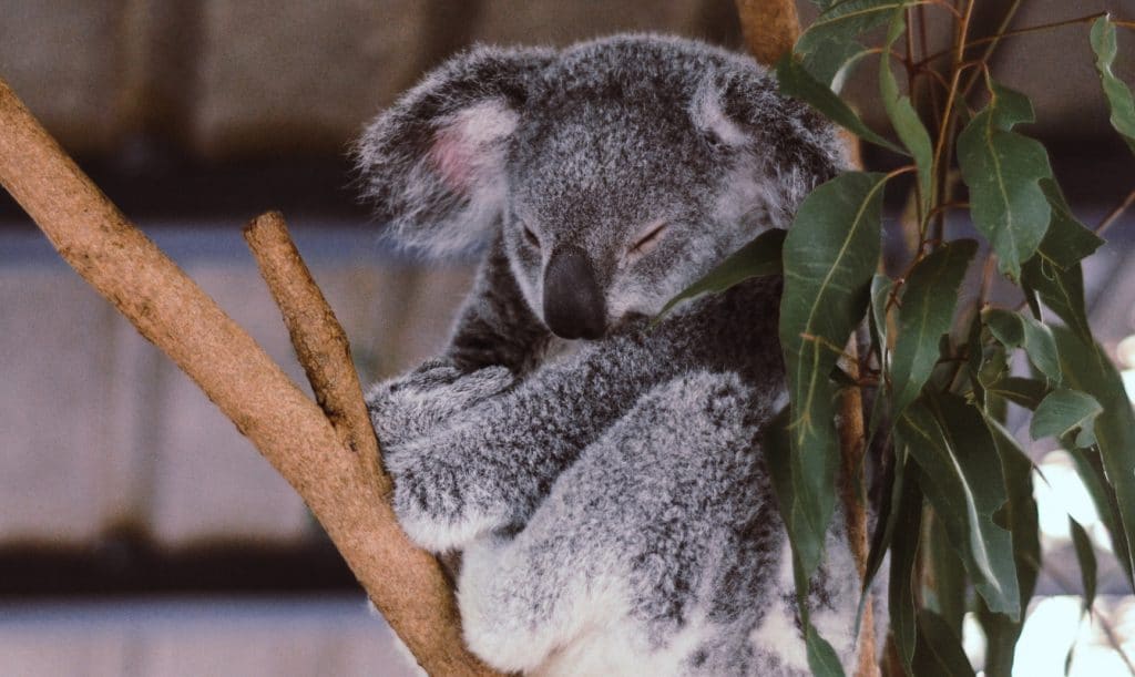 koala