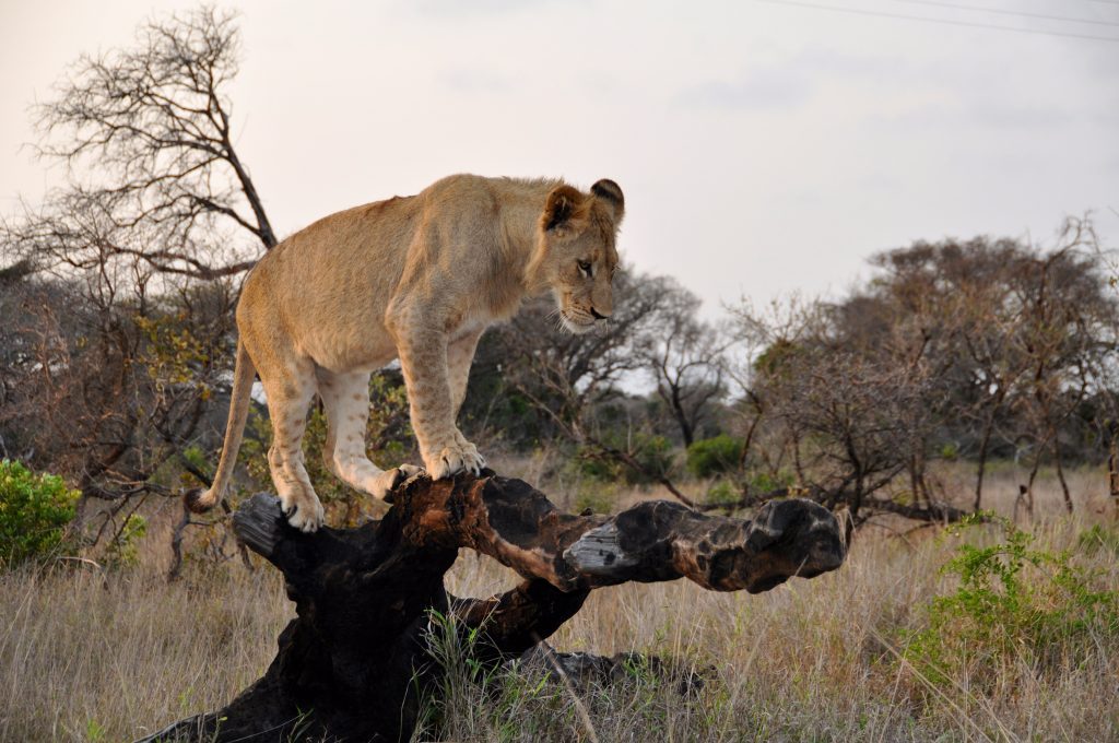 lion afrique