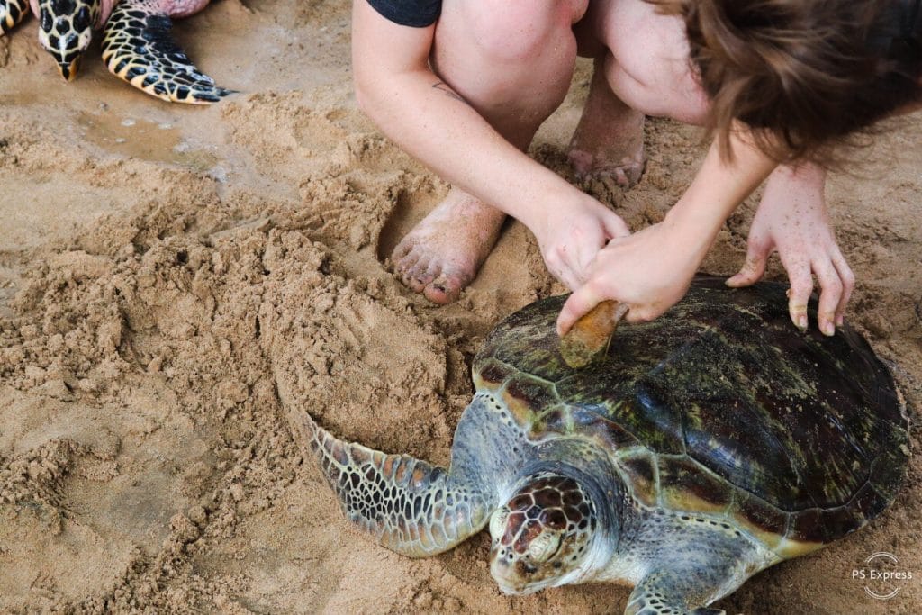 sri lanka turtles