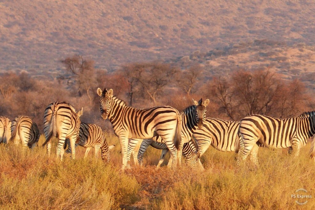 zebre africa namibia