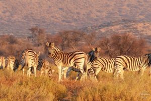 zebre afrique namibie