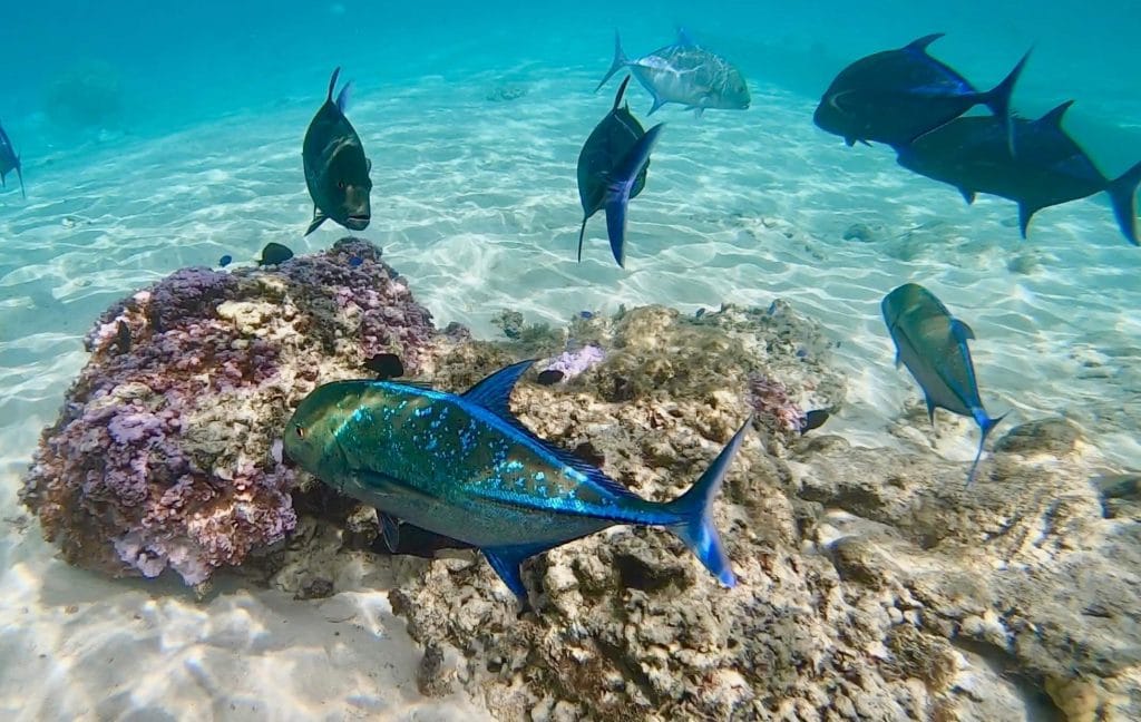 Moorea's fishy waters