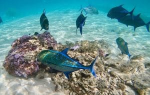 Les eaux poissonneuses de Moorea