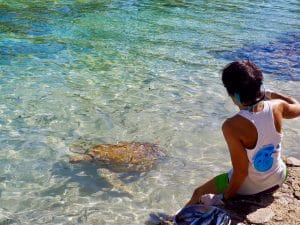 Clinique tortue moorea