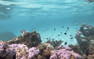 moorea fonds marins