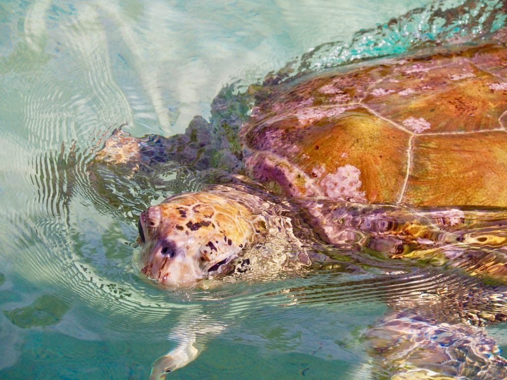 moorea sea turtle