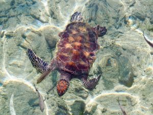 tortue imbriquée