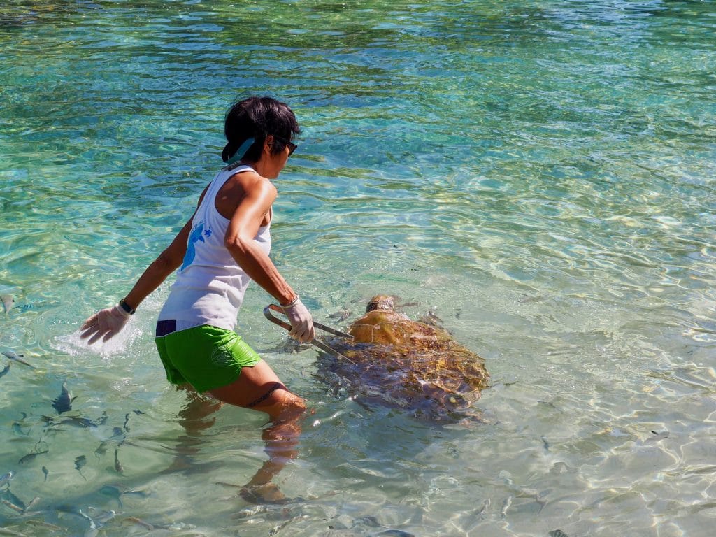 sea turtle clinic