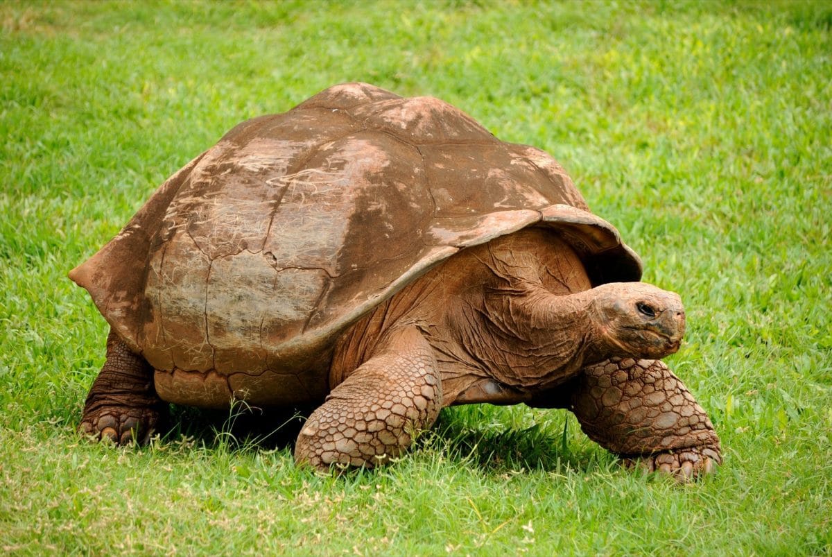 galapagos volunteering