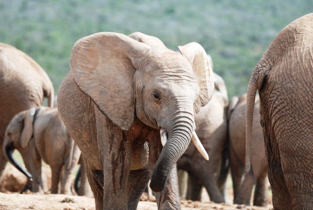 kenya elephants